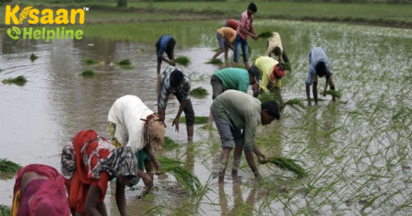 खरीफ बुवाई प्रगति संतुष्टि अब तक कुल प्रति एकड़ 1015.58 हे. खरीफ बुवाई प्रगति संतुष्टि अब तक कुल प्रति एकड़ 1015.58 हे.